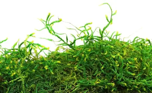 SuperMoss (25320) Forest Moss Preserved, Fresh Green, 2oz