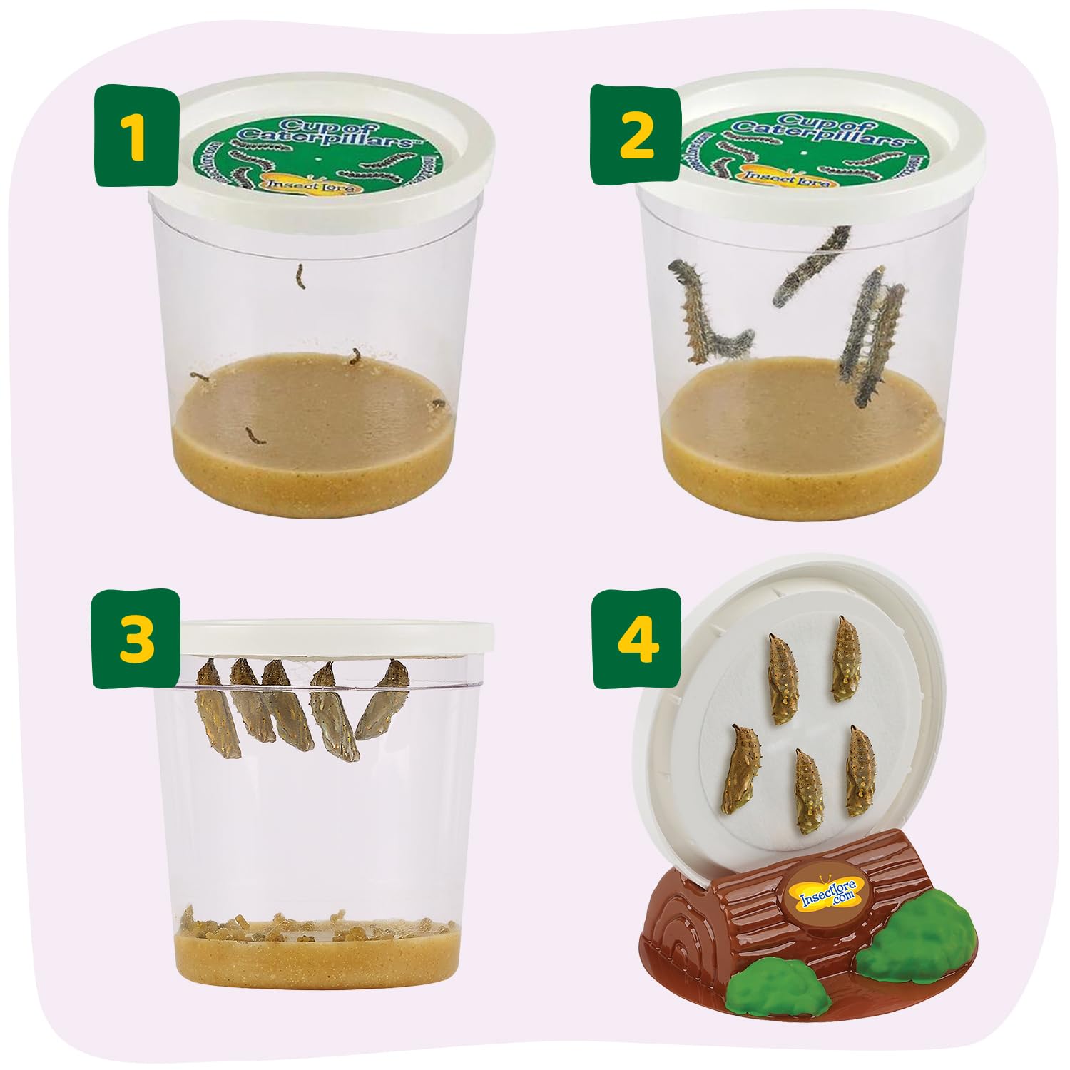 Insect Lore Raise and Release Butterfly Garden Kit – Caterpillar Habitat with redeemable Voucher – STEM-accredited Live Butterfly Growing Kit for Kids, Classrooms, and Homeschool Learning