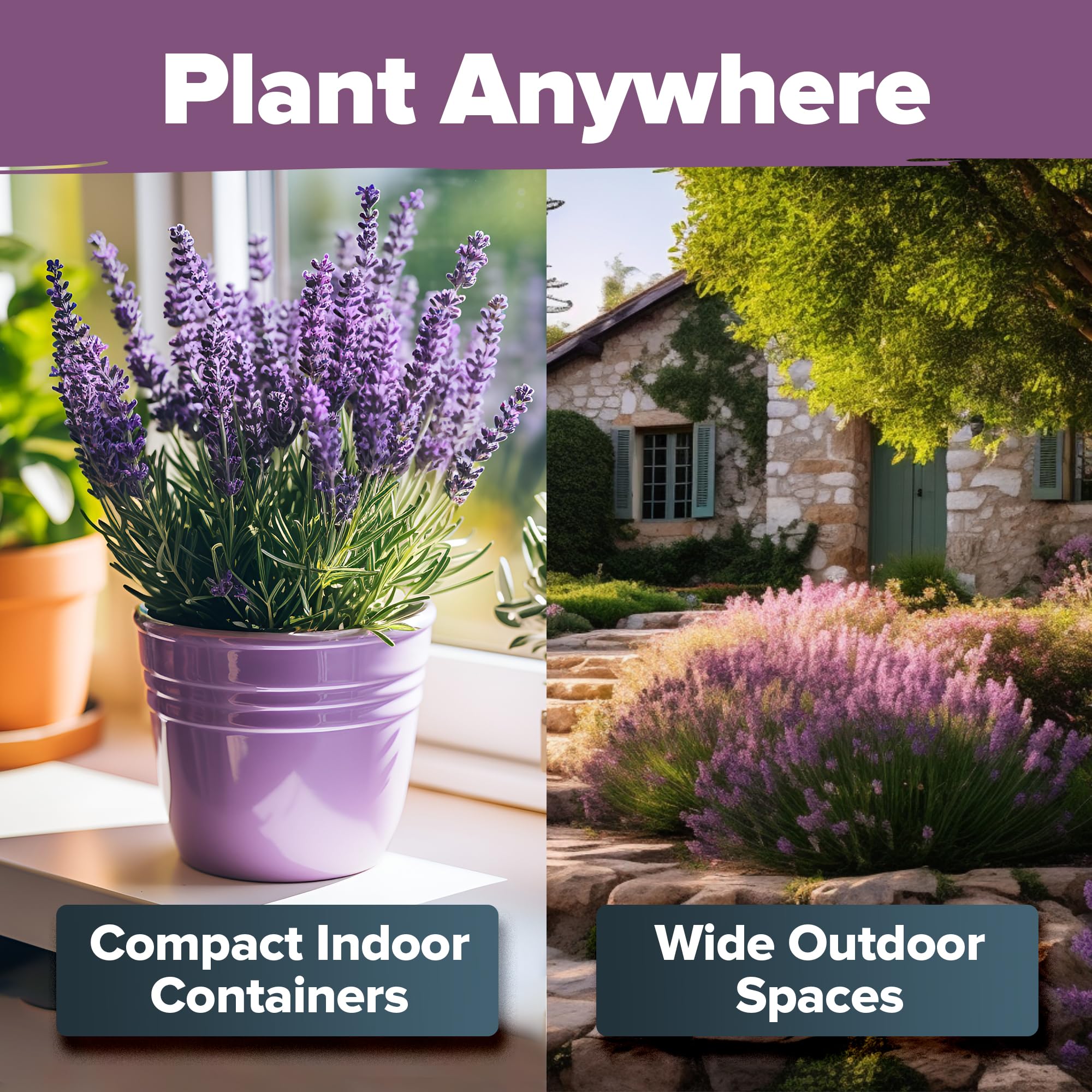 HOME GROWN 𝗨𝗦𝗔 𝗣𝗥𝗘𝗠𝗜𝗨𝗠 English Lavender Seeds 1,500+ 𝗡𝗢𝗡-𝗚𝗠𝗢 Wildflower Seed for Planting Indoor/Outdoor, High Germination, Plant Flower Seeds (Lavandula antustifolia)