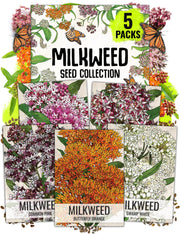 Seed Needs, Milkweed Seed Packet Collection to Attract Monarch Butterflies (5 Individual Seed Varieties to Plant) Heirloom & Untreated Seeds